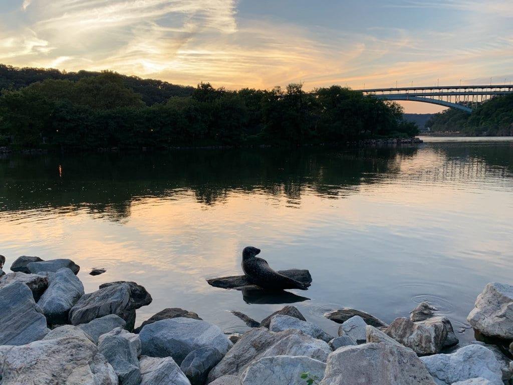 Sunset over the water at Inwood Hill Park, Manhattan, with the Henry Hudson Bridge in the distance and a sculpted seal resting on a rock.